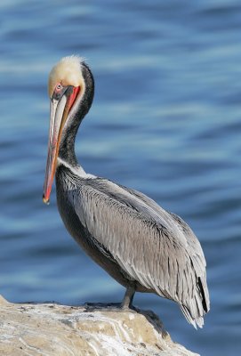 Brown Pelican, breeding plumage