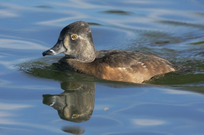 Ring-necked Duck, female