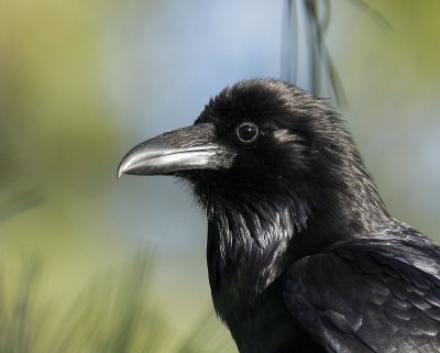 Common Ravens