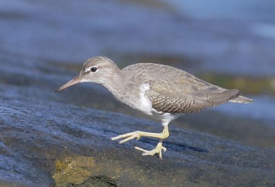 Spotted Sandpiper