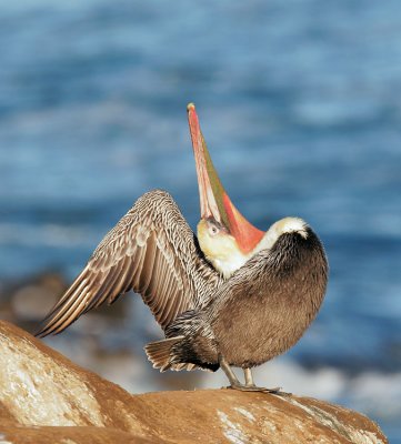 Brown Pelican, breeding plumage