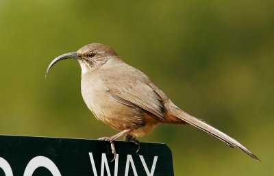 California Thrasher