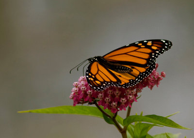 Monarque / Danaus plexippus / Monarch