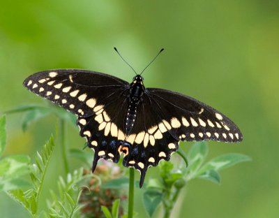 Papillon du cleri / Black Swallowtail / Papilio polyxenes