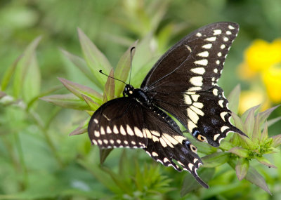 Papillon du cleri / Black Swallowtail / Papilio polyxenes