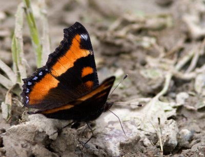 Petite vanesse / Nymphalis milberti / Milbert's Tortoise-shell