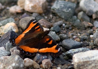 Petite vanesse / Nymphalis milberti / Milbert's Tortoise-shell