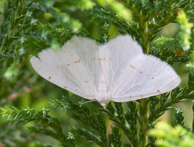 Petite arpenteuse de l'rable / Lesser Maple Spanworm Moth / Speranza pustularia