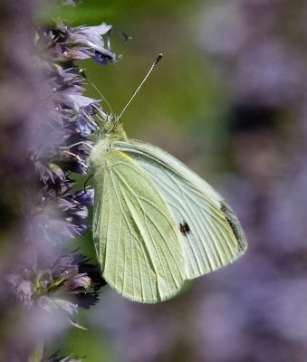 Piride du chou / Cabbage White / Pieris rapae