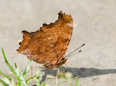 Polygone virgule / Polygonia comma / Comma Anglewing