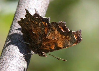 Polygone gris / Grey Comma / Polygonia progne