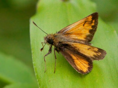 Hesprie indienne / Indian Skipper / Hesperia sassacus