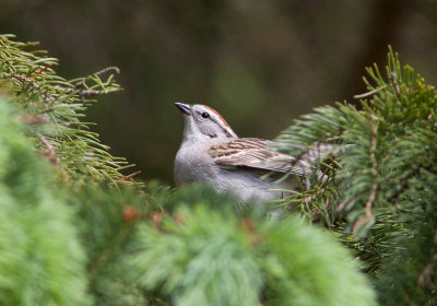 Bruant familier / Spizella passerina / Chipping Sparrow