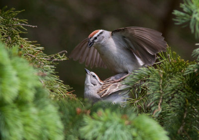 Bruant familier / Spizella passerina / Chipping Sparrow