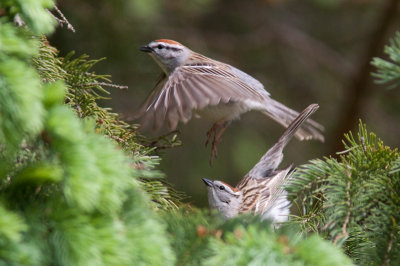 Bruant familier / Spizella passerina / Chipping Sparrow