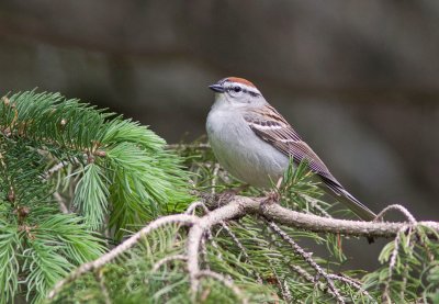 Bruant familier / Spizella passerina / Chipping Sparrow