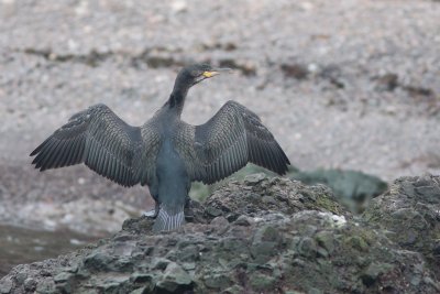 Cormoran à aigrettes - Phalacrocorax auritus - Double-crested Cormorant