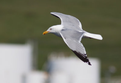 Goéland argenté / Larus argentatus / European Herring Gull
