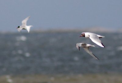 Mouette rieuse / Chroicocephalus ridibundus / Black-headed Gull