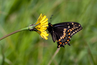 Papillon queue courte - Shorttailed Swallowtail- Papilio brevicauda bretonensis