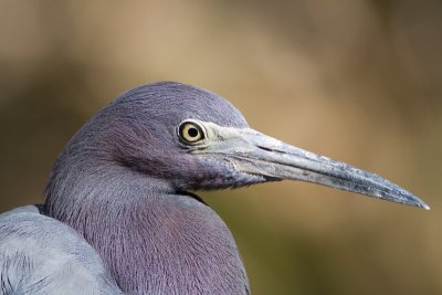 Aigrette bleue / Egretta caerulea / 	Little Blue Heron