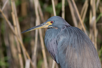 Aigrette tricolore / Egretta tricolor / Tricolored Heron