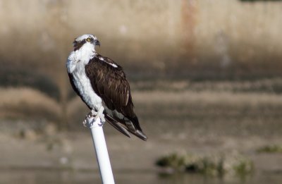 Balbuzard pêcheur / Pandion haliaetus / Osprey
