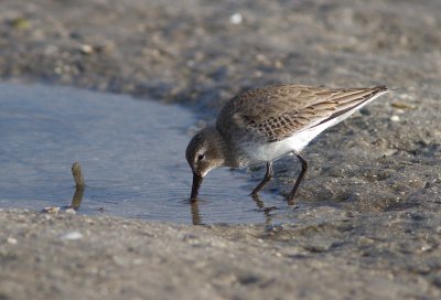 Bcasseau sanderling / 	Calidris alba / Sanderling