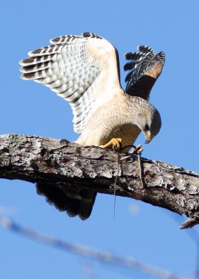 Buse à épaulettes / Buteo lineatus / Red-shouldered Hawk