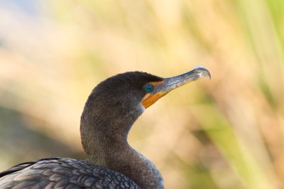 Cormoran à aigrettes / Phalacrocorax auritus / Double-crested Cormorant