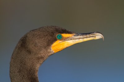 Cormoran  aigrettes / Phalacrocorax auritus / Double-crested Cormorant