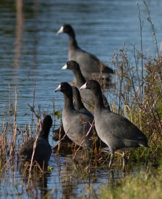 Foulque d'Amérique / Fulica americana / American Coot