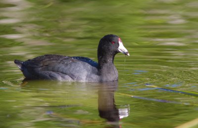 Foulque dAmrique / Fulica americana / American Coot