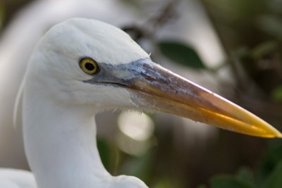 Grand héron / Ardea herodias / Great Blue Heron (Forme blanche)