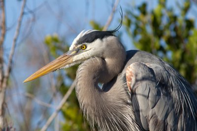 Grand héron / Ardea herodias / Great Blue Heron