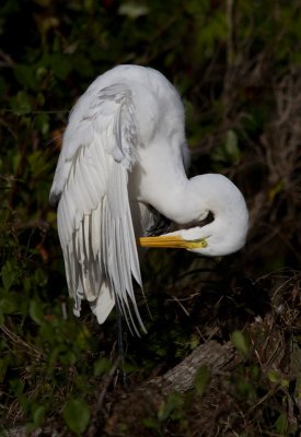 Grande Aigrette / Ardea alba / Great Egret