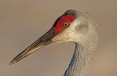 Grue du Canada / Grus canadensis / Sandhill Crane