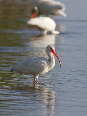 Ibis blanc / Eudocimus albus / American White Ibis