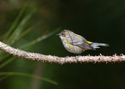 Paruline à croupion jaune / Setophaga coronata / Myrtle Warbler