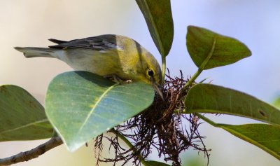 Paruline des pins / Setophaga pinus / Pine Warbler