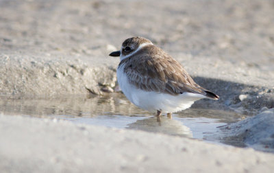 Pluvier semipalmé / Charadrius semipalmatus /Semipalmated Plover