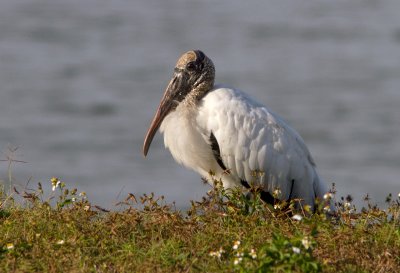 Tantale d'Amérique / Mycteria americana / Wood Stork