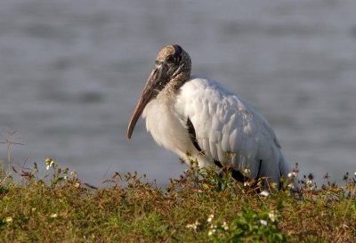 Tantale dAmrique / Mycteria americana / Wood Stork