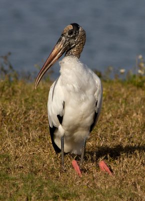 Tantale dAmrique / Mycteria americana / Wood Stork