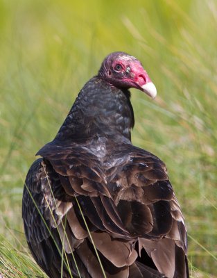 Urubu à tête rouge / Cathartes aura / Turkey Vulture