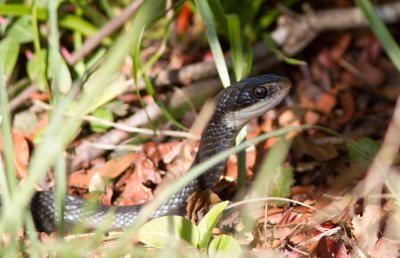 Couleuvre agile / Florida Black Racer Snake