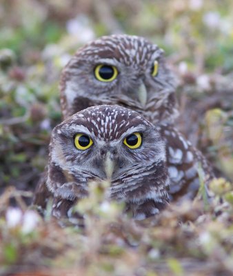 Chevêche des terriers / Athene cunicularia / Burrowing Owl