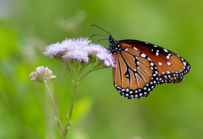Papillon Reine / Queen Butterfly / Danaus gilippus
