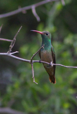 Ariane du Yucatan / Amazilia yucatanensis / Buff-bellied Hummingbird