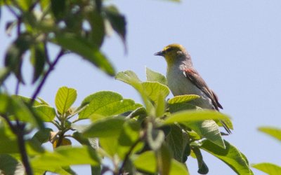 Auripare verdin / Auriparus flaviceps / Verdin